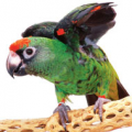 طوطی آفریقایی ژاردین