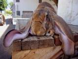 خرگوش لوپ انگلیسی بزرگ جثه