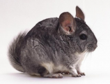 چینچیلا