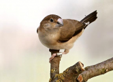 فنچ آوازه خوان