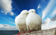 عشق و دوستی در کبوتر