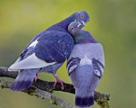 عشق و دوستی در کبوتر