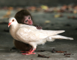 عشق و دوستی در میمون و کبوتر