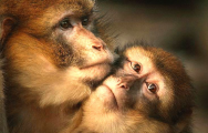 عشق و دوستی در میمون