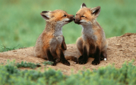 عشق و دوستی در روباه