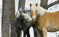 عشق و دوستی در اسب