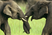 عشق و دوستی در فیل