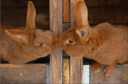 عشق و دوستی در خرگوش