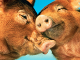 عشق و دوستی در خوک