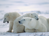 عشق و دوستی در خرس قطبی