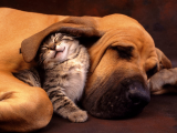عشق و دوستی در سگ و گربه