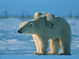عشق و دوستی در خرس قطبی