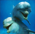 عشق و دوستی در دلفین