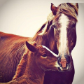 عشق و دوستی در اسب