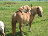 عشق و دوستی در اسب و سگ