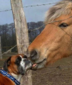 عشق و دوستی در اسب و سگ