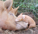 عشق و دوستی در خوک
