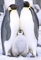 عشق و دوستی در پنگوئن