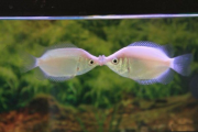عشق و دوستی در ماهی