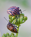 عشق و دوستی در حشرات