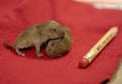 عشق و دوستی در بچه موش