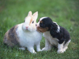 عشق و دوستی در سگ و خرگوش