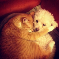 عشق و دوستی در  سگ و گربه