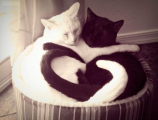 عشق و دوستی در گربه ها