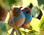عشق و دوستی در پرنده ها