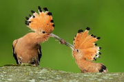 عشق و دوستی در پرنده ها