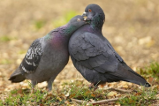 عشق و دوستی در پرنده ها