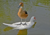 عشق و دوستی در اردک