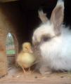 عشق و دوستی در جوجه اردک و خرگوش