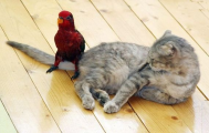 عشق و دوستی در گربه و طوطی