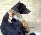 عشق و دوستی در میمون و سگ