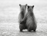 عشق و دوستی در خرس