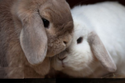 عشق و دوستی در خرگوش لوپ