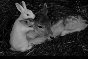 عشق و دوستی در خرگوش و آهو